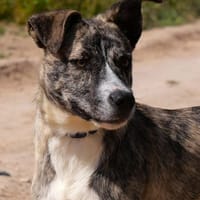 CASIO (Maria), chien à adopter