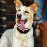 SUMMER (Maria), chienne à adopter