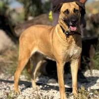 SANDY (Maria), chienne à adopter