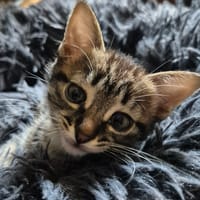 Pesto, chat à adopter