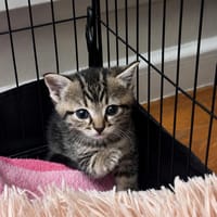 Zoé, chatte à adopter