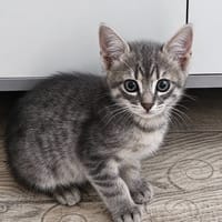 Tino, chat à adopter