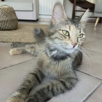 Lady, chatte à adopter