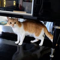 Alexa, chatte à adopter