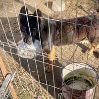 LIVV, chienne à adopter