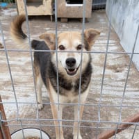 TOMMY, chien à adopter