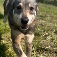 LUNA, chienne à adopter