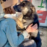 DIANA, chienne à adopter