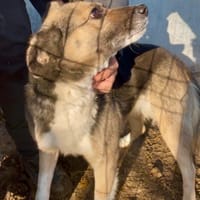 GRACIE, chienne à adopter