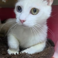 PERLA, chat à adopter