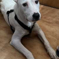 DRACO, chien à adopter