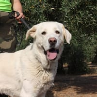 BLANCO, chienne à adopter