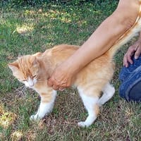 CARAMEL, chat à adopter