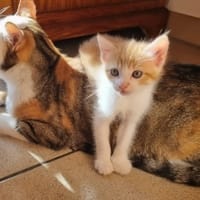 ELSA, chatte à adopter