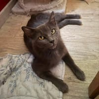 WISE, chatte à adopter