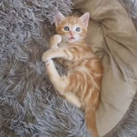 BALOU, chat à adopter
