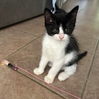 PROF, chatte à adopter