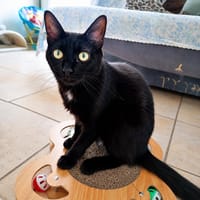 GUSTAVE, chat à adopter
