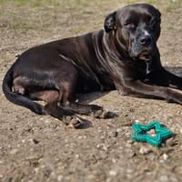 Paty, la douce créole, chienne à adopter