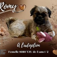 Romy, chienne à adopter