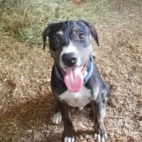 Darwin,bébé câlin, chien à adopter