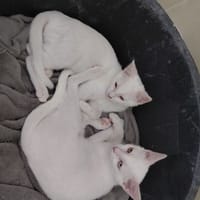 ANGEL CHATON BLANC yeux vairon, chat à adopter