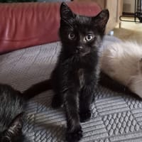 BEAUTY, chat à adopter