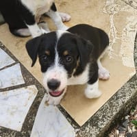 MOON, chiot femelle Croisée Jack Russel, chienne à adopter