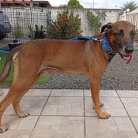 KAZE, Berger Créole mâle, chien à adopter