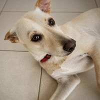 HAWAII, Femelle junior Berger créole, chienne à adopter