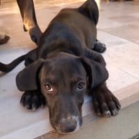 NEBBIU, chiot femelle croisée braque, chienne à adopter