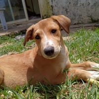 NILO, chiot Berger Créole mâle, chien à adopter