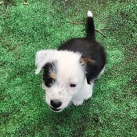 PANDA, chiot femelle Croisée Jack Russel, chienne à adopter