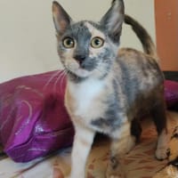 BABETH Chaton femelle type européen, chatte à adopter