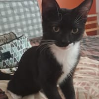 BAGHERRA, chaton femelle type européen, chatte à adopter