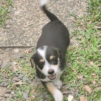 TIKUS, chiot mâle Croisé Jack Russel, chien à adopter