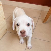 YRIS, chiot femelle croisée Bouledogue Français, chienne à adopter