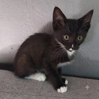 Bo, chat à adopter