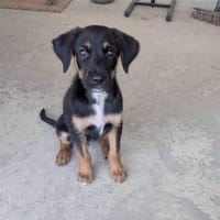 Bonnie, chienne à adopter