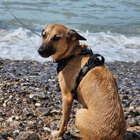 CIEL, Berger créole femelle, chienne à adopter