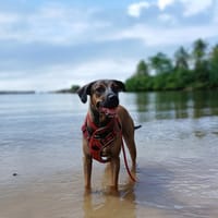 SPICY, Femelle Berger créole, chienne à adopter