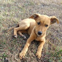 LILOU, chiot femelle Berger Créole, chienne à adopter