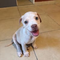 LYLAS, chiot femelle croisée Bouledogue Français, chienne à adopter