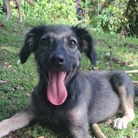 MAHE, chiot mâle Berger Créole, chien à adopter
