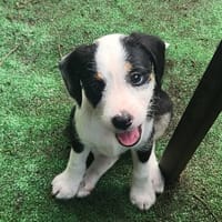 SUN, chiot femelle Croisée Jack Russel, chienne à adopter