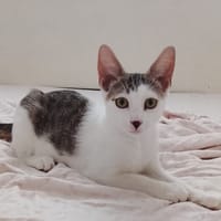 TWIX , chaton mâle type européen, chien à adopter