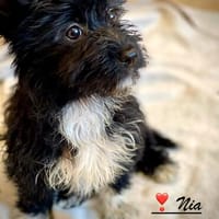 Nia, ein süßer Knopf, Hündin zur Adoption