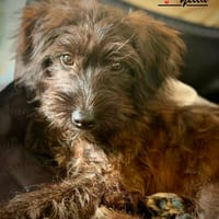 Wuschelmädchen Yella, Hündin zur Adoption