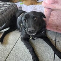 Keeliah - wartet in 92369 Sengenthal, Hündin zur Adoption