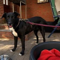 Briar Rose - wartet in 28790 Schwanewede, Hündin zur Adoption